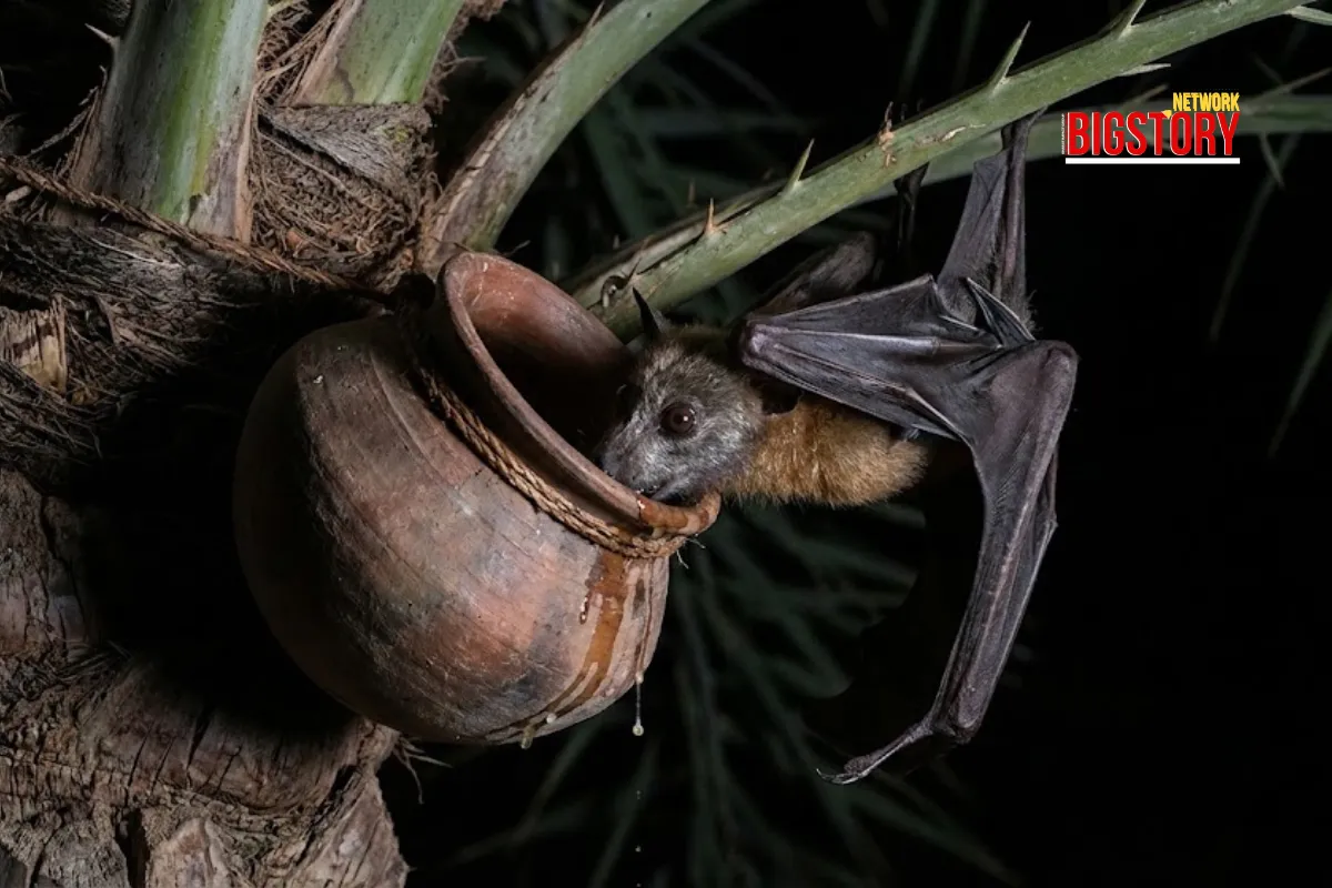 Nipah Returns: Two Nurses Critical as Virus Hits Bengal